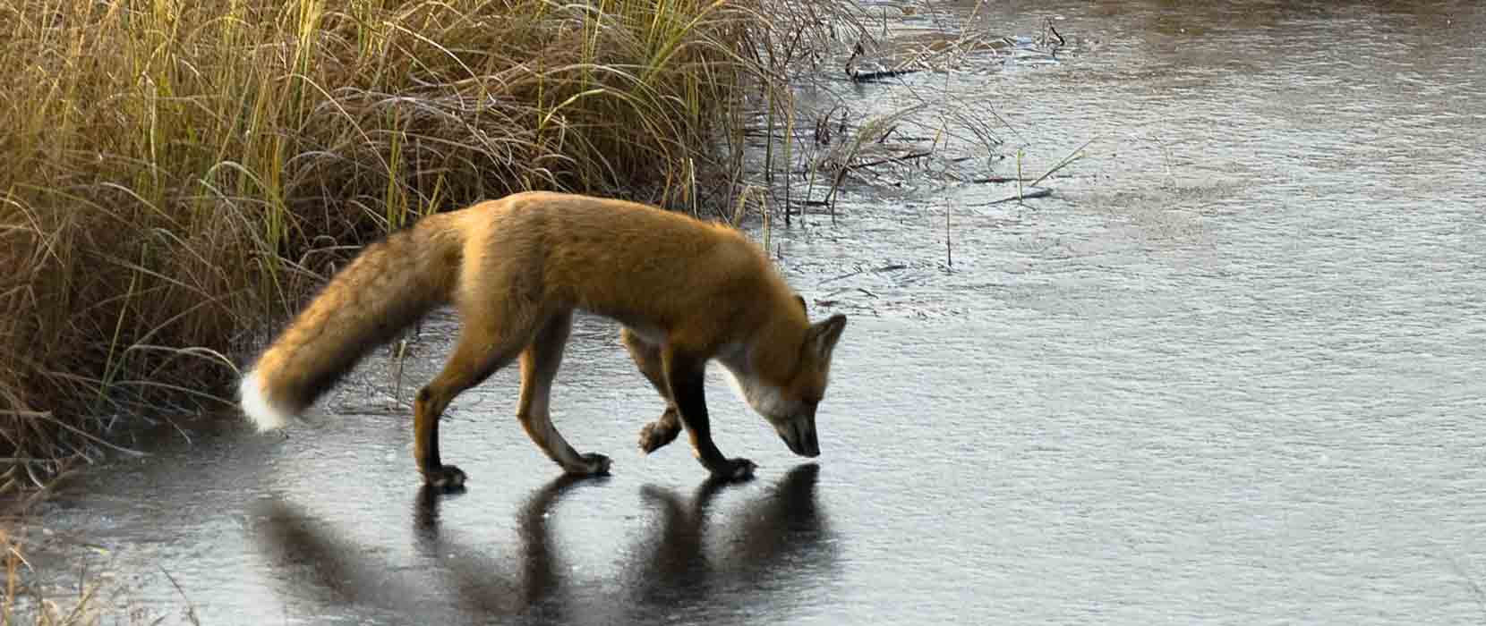 Fox on ice